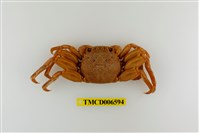 藏品(鱗形斜紋蟹)的圖片